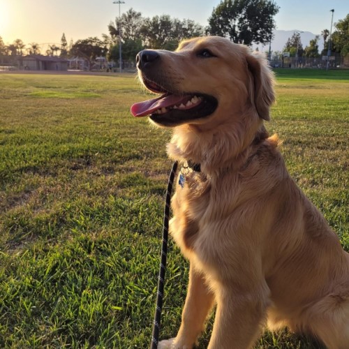 A happy golden retriever during outdoor time