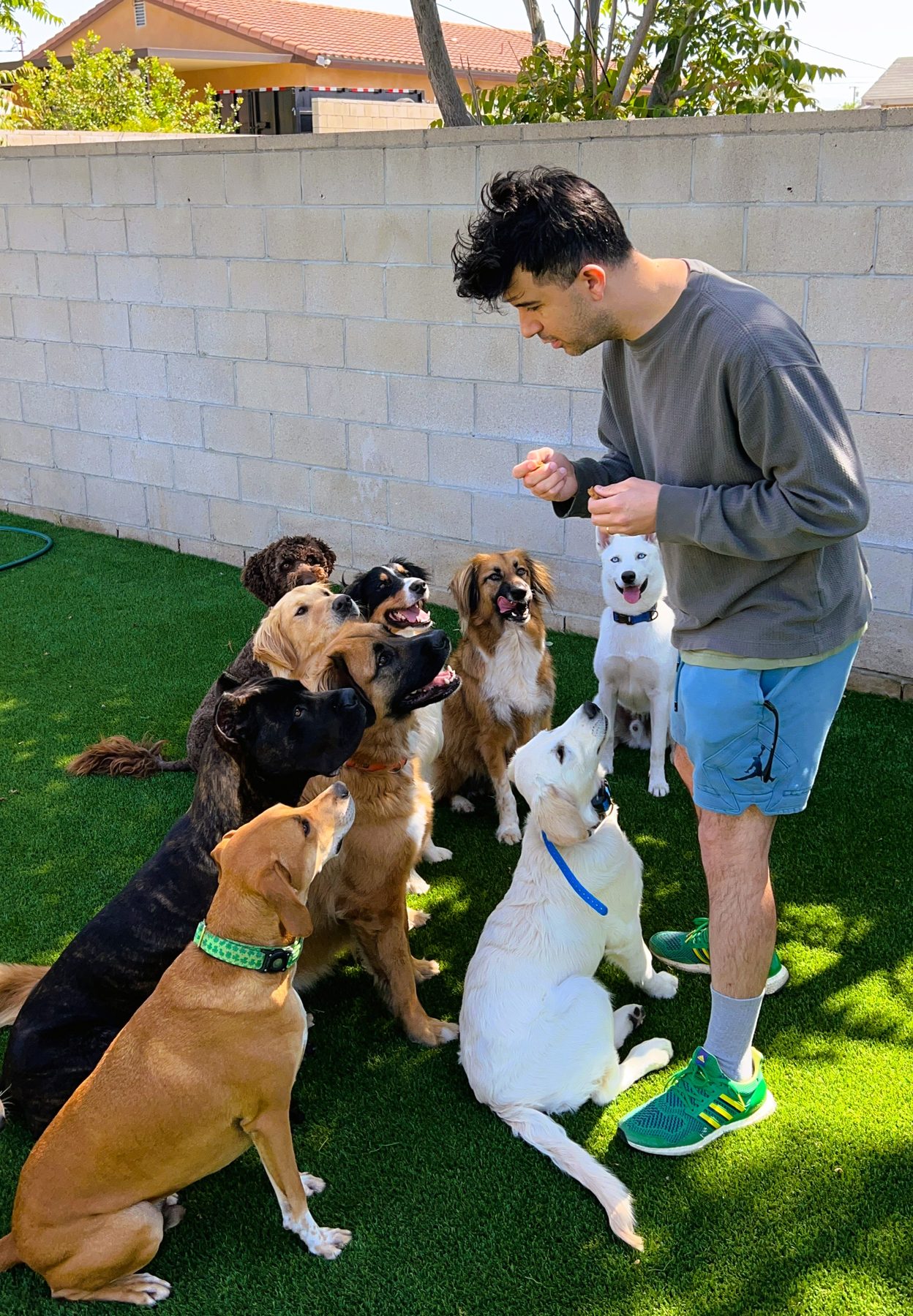 Ali guiding a large group of dogs sitting attentively during an outdoor training session
