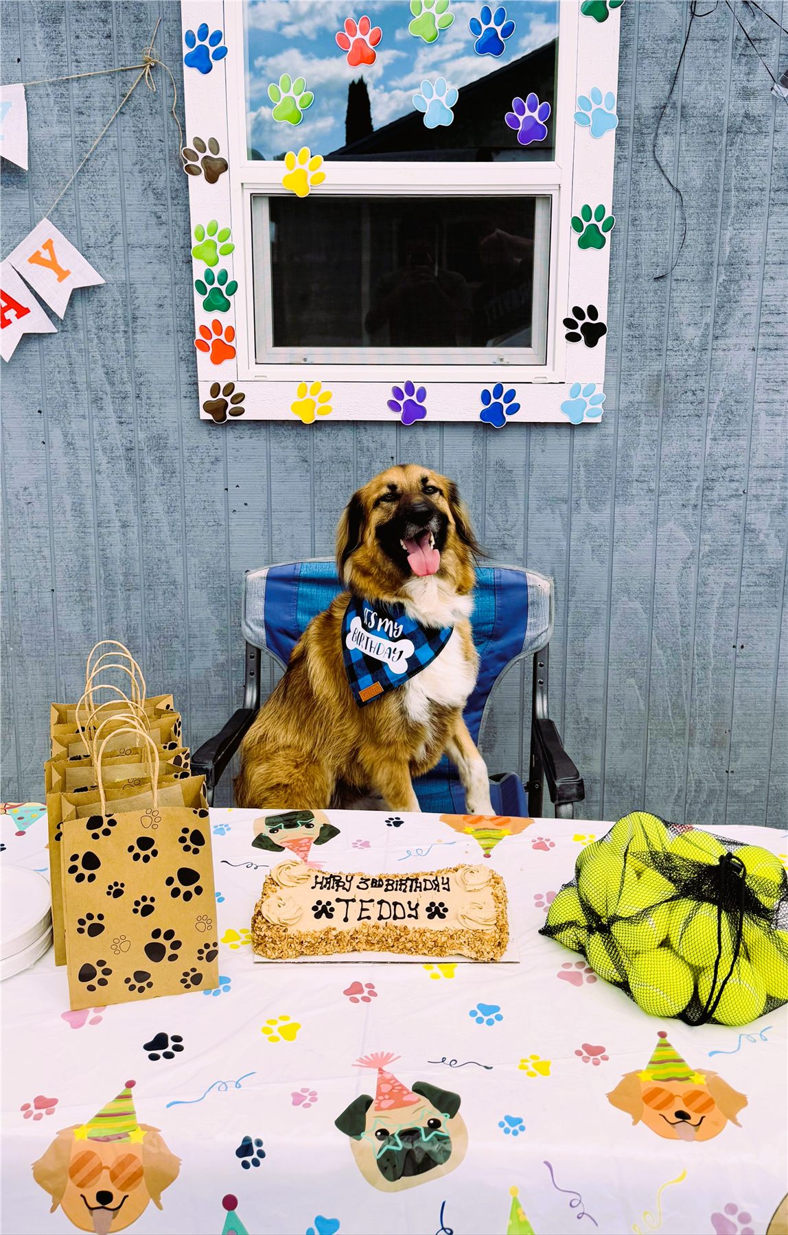 Teddy sitting proudly behind a birthday cake and party favors