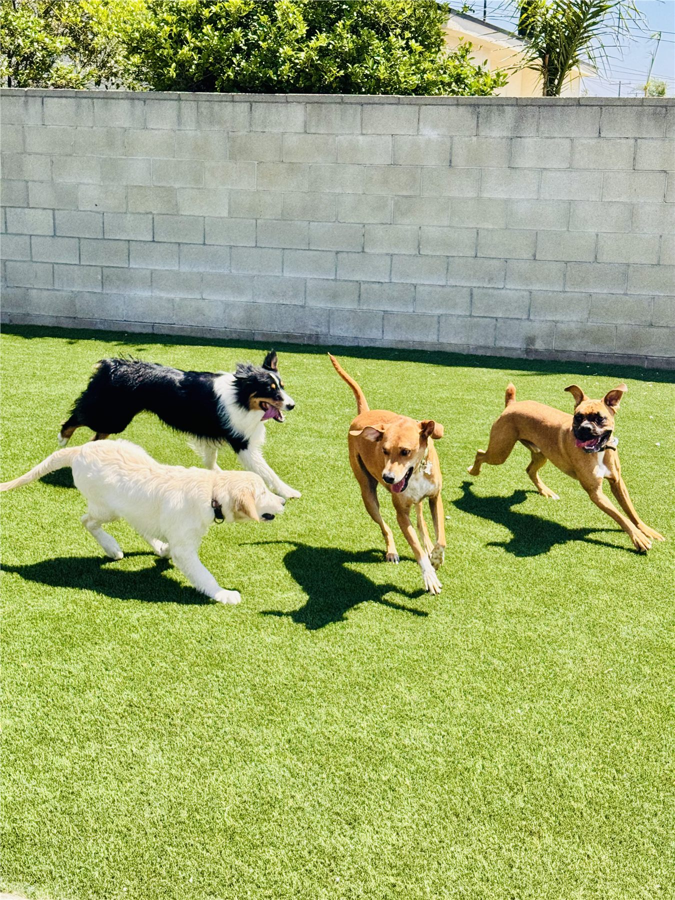 Four dogs enjoying a playful chase on the turf