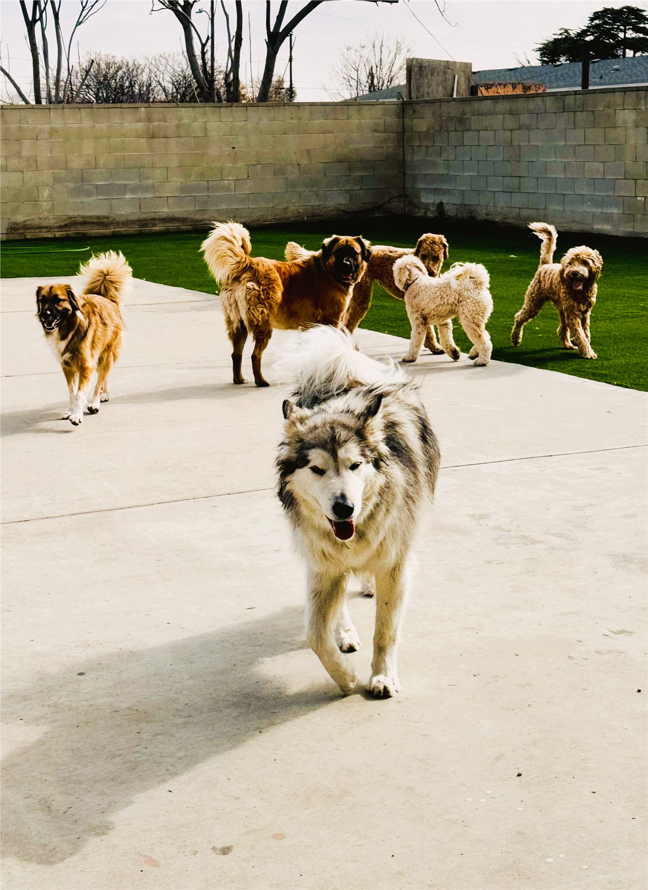 A happy group of dogs enjoying the YAY Doggy outdoor play yard