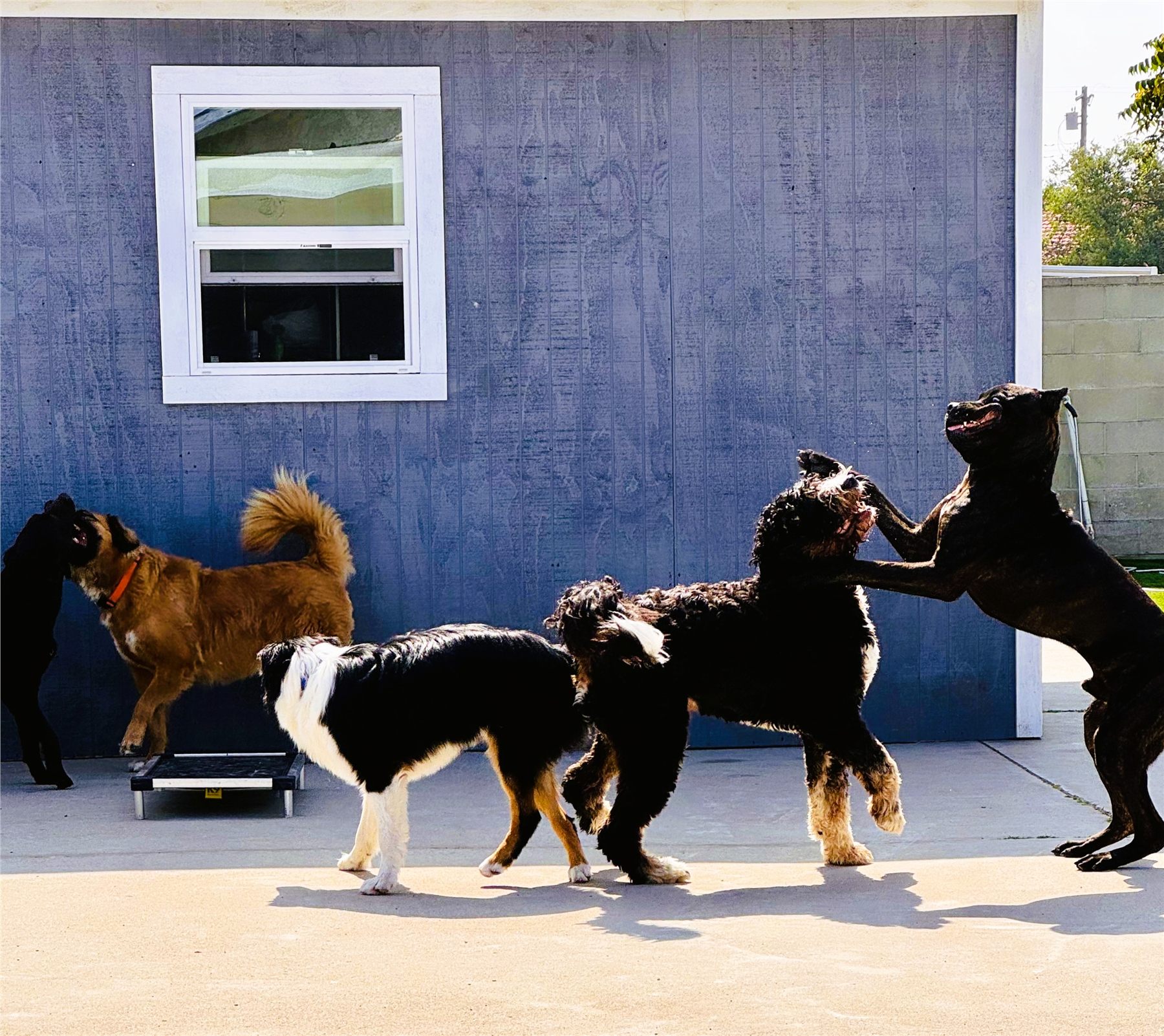 A lively group of dogs playing outside together