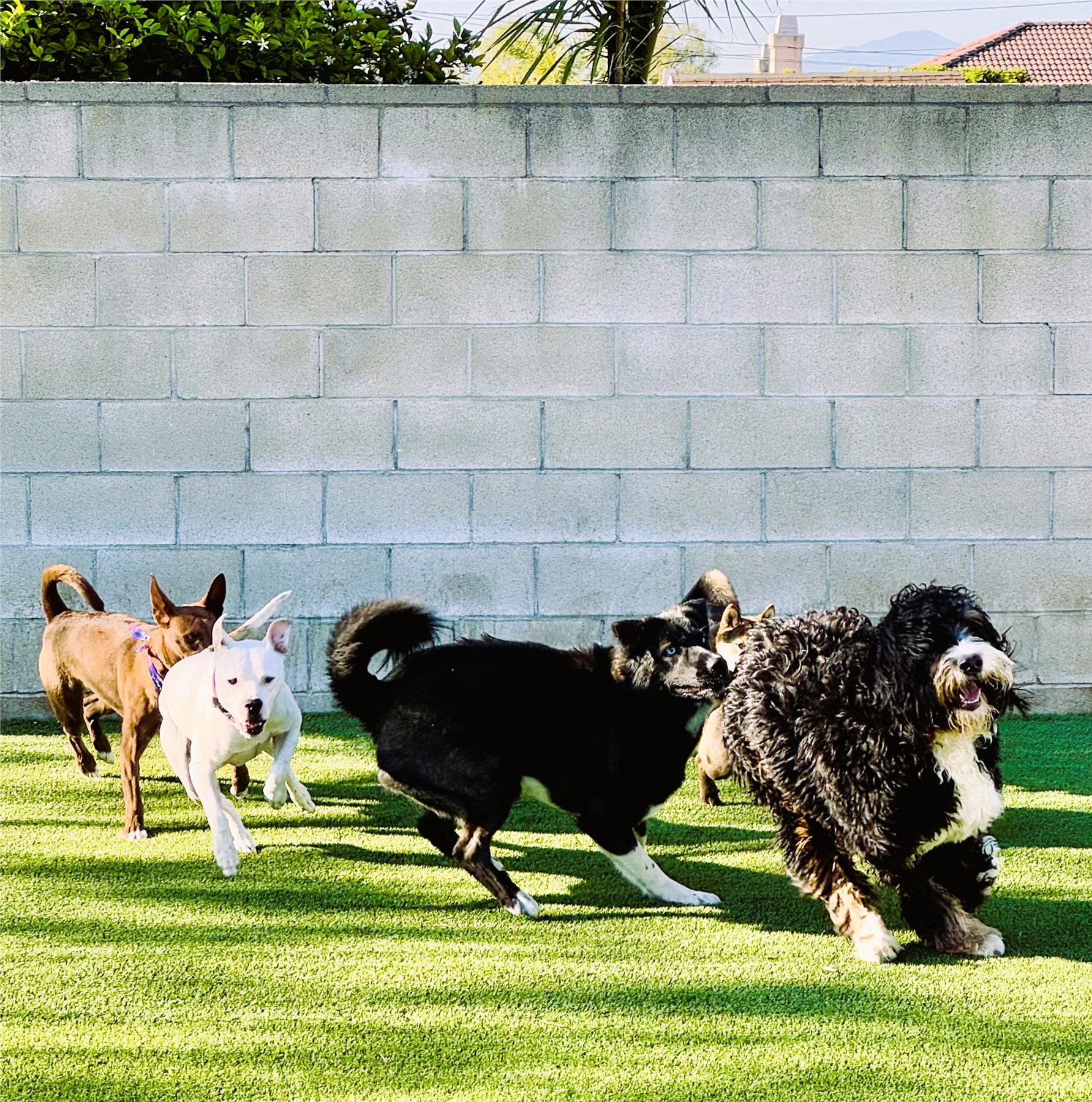 A mixed group of dogs running across the yard
