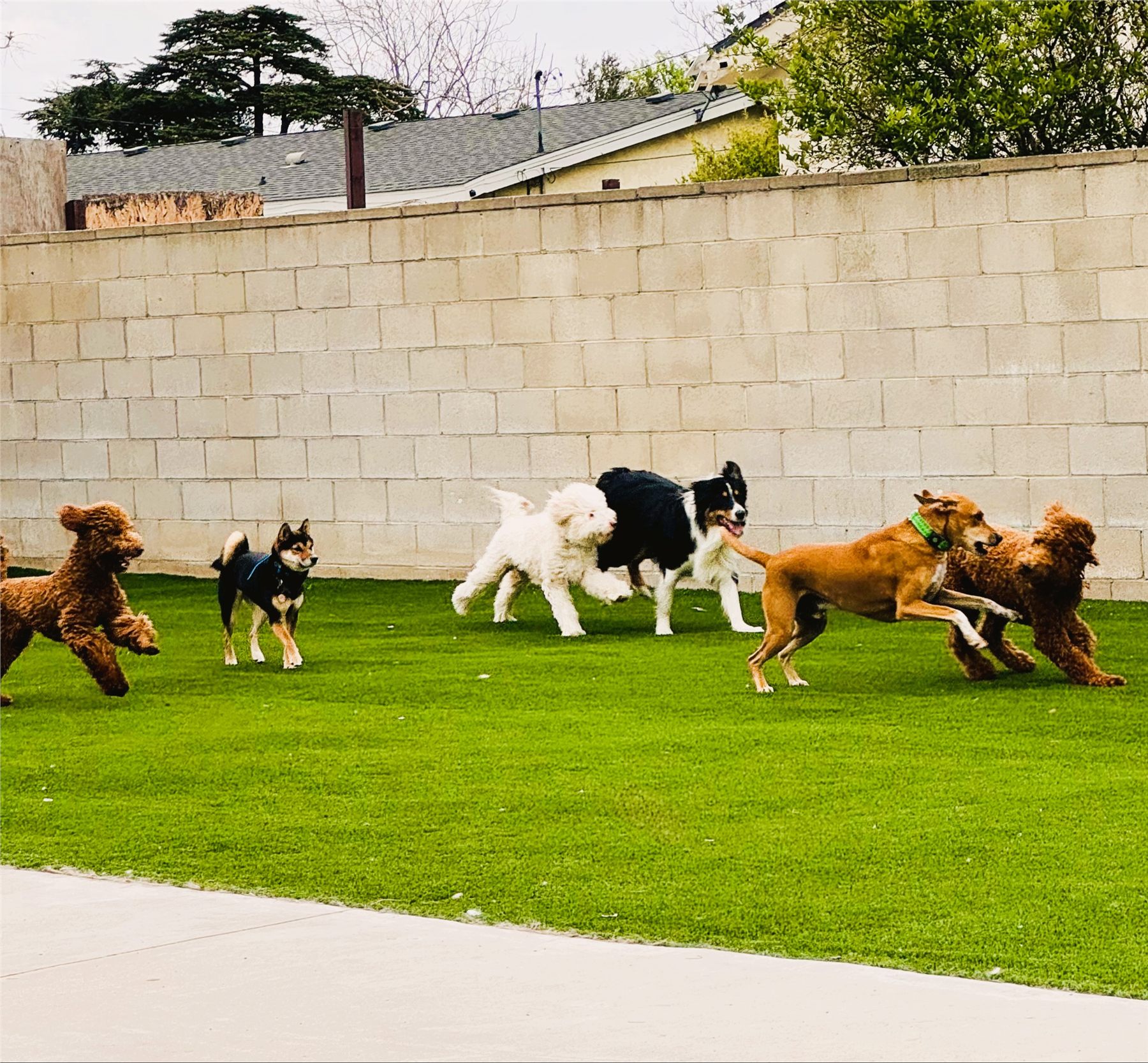 A happy group of dogs running together in the daycare yard