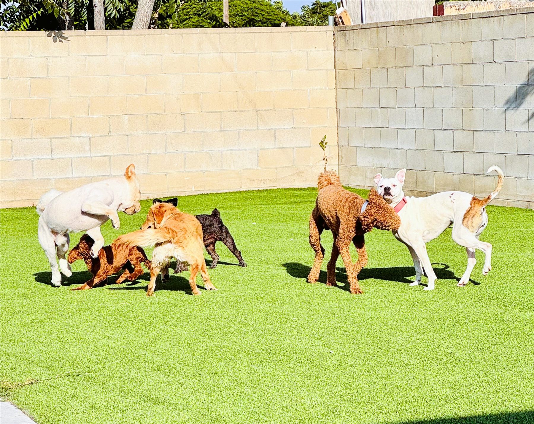 Small and medium dogs playing together on the turf