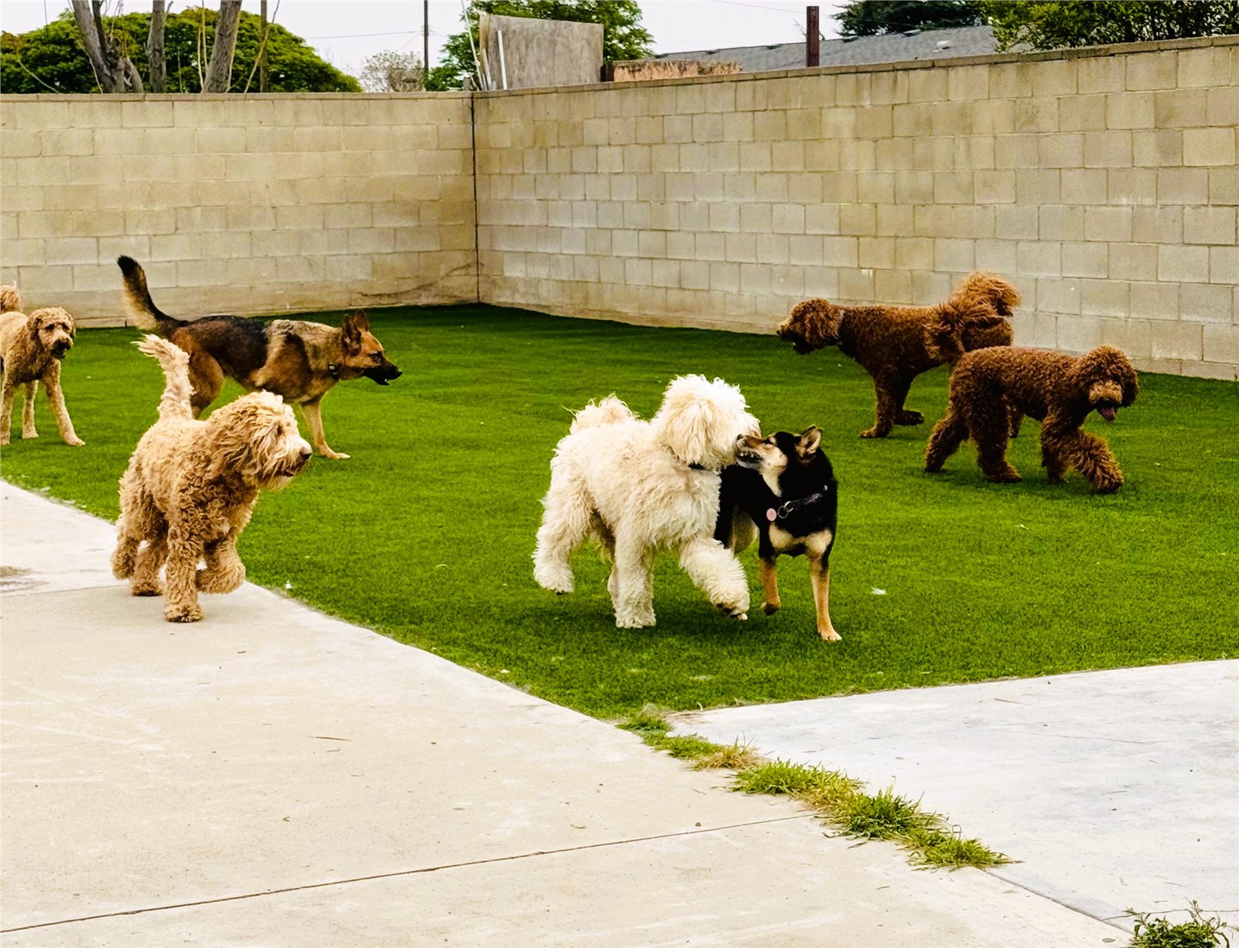 Dogs greeting one another in the outdoor play yard