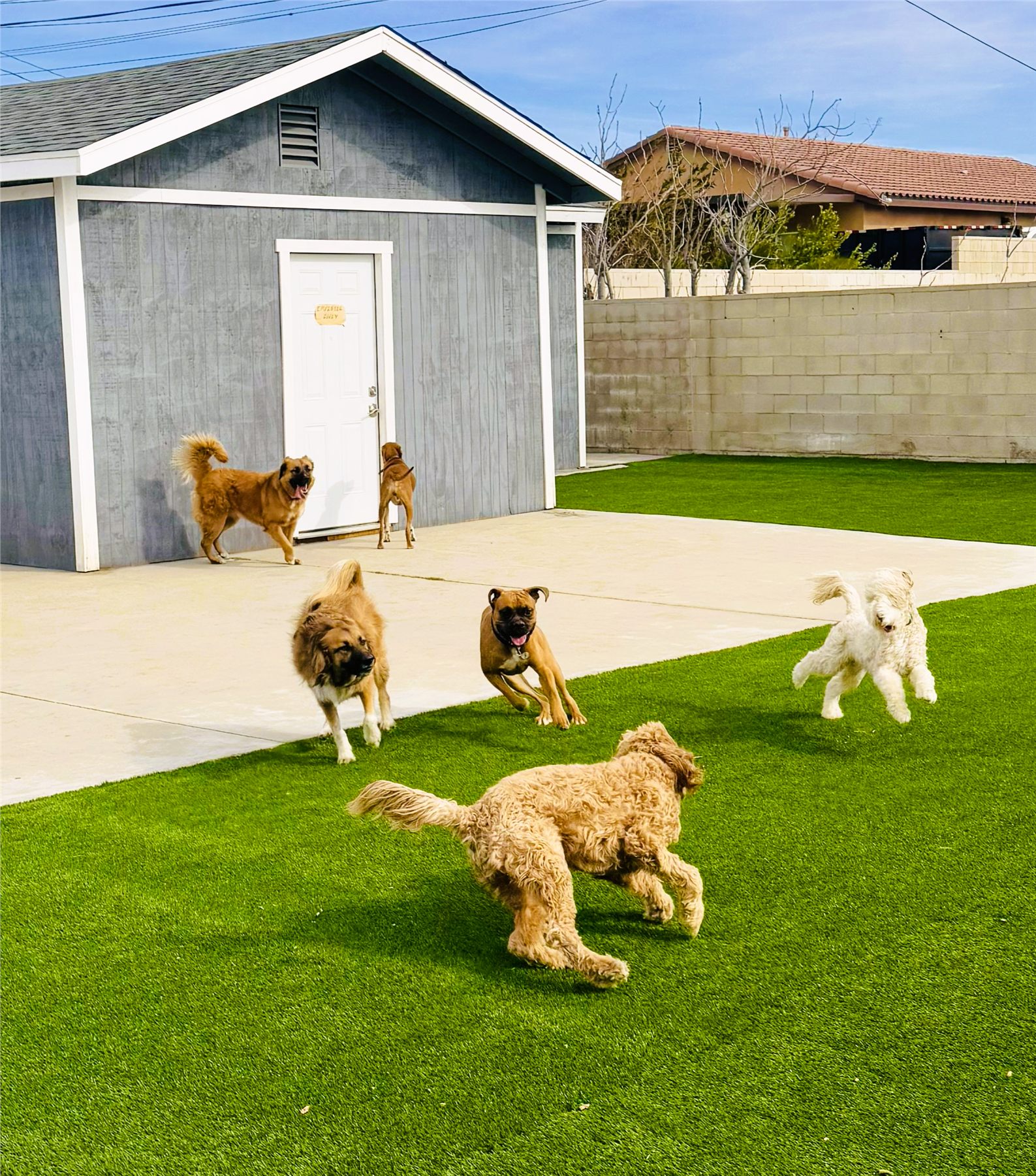 Dogs playing across the spacious YAY Doggy outdoor facility