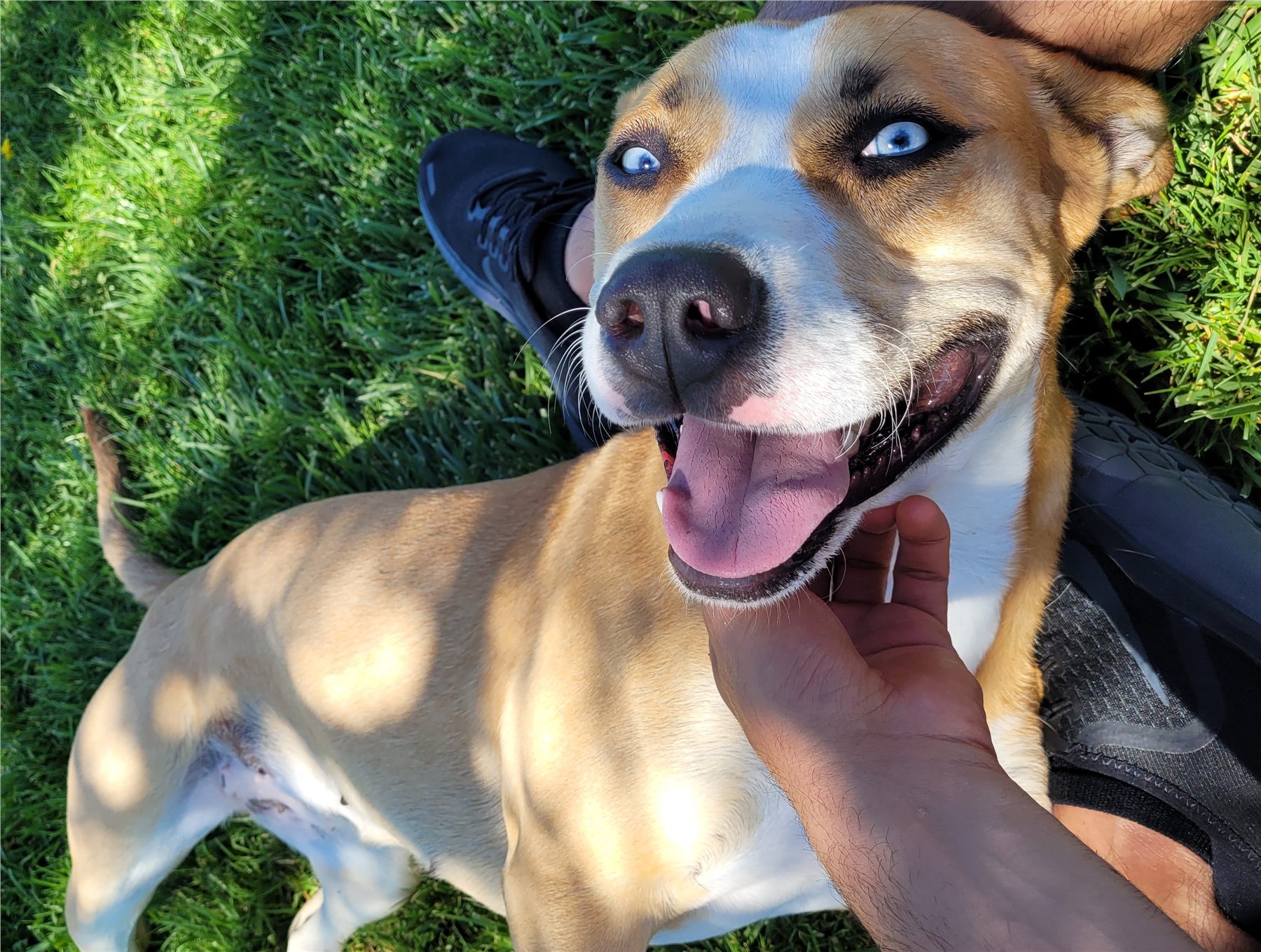 A relaxed blue-eyed dog enjoying gentle attention outdoors