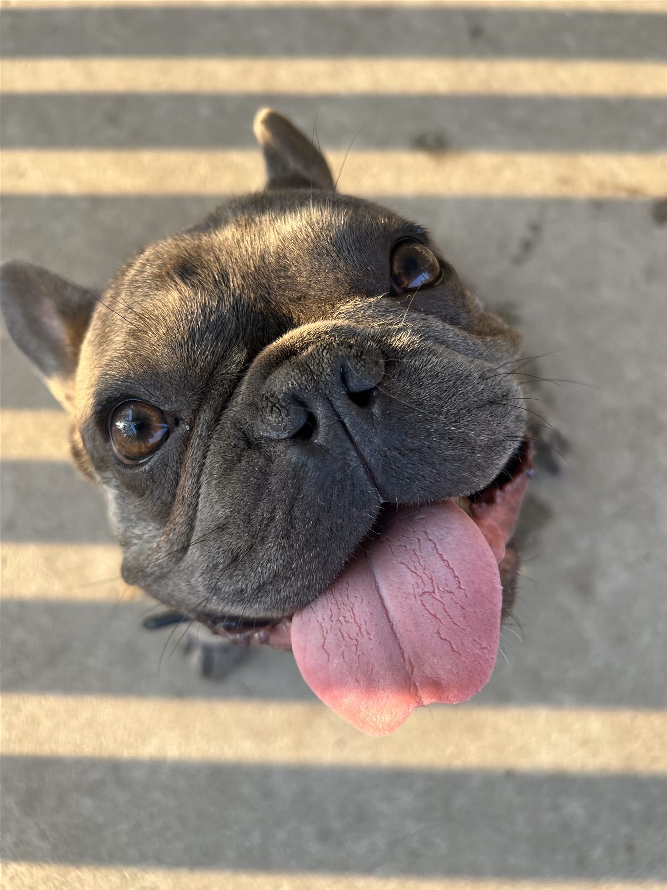 A smiling French bulldog enjoying the sunshine