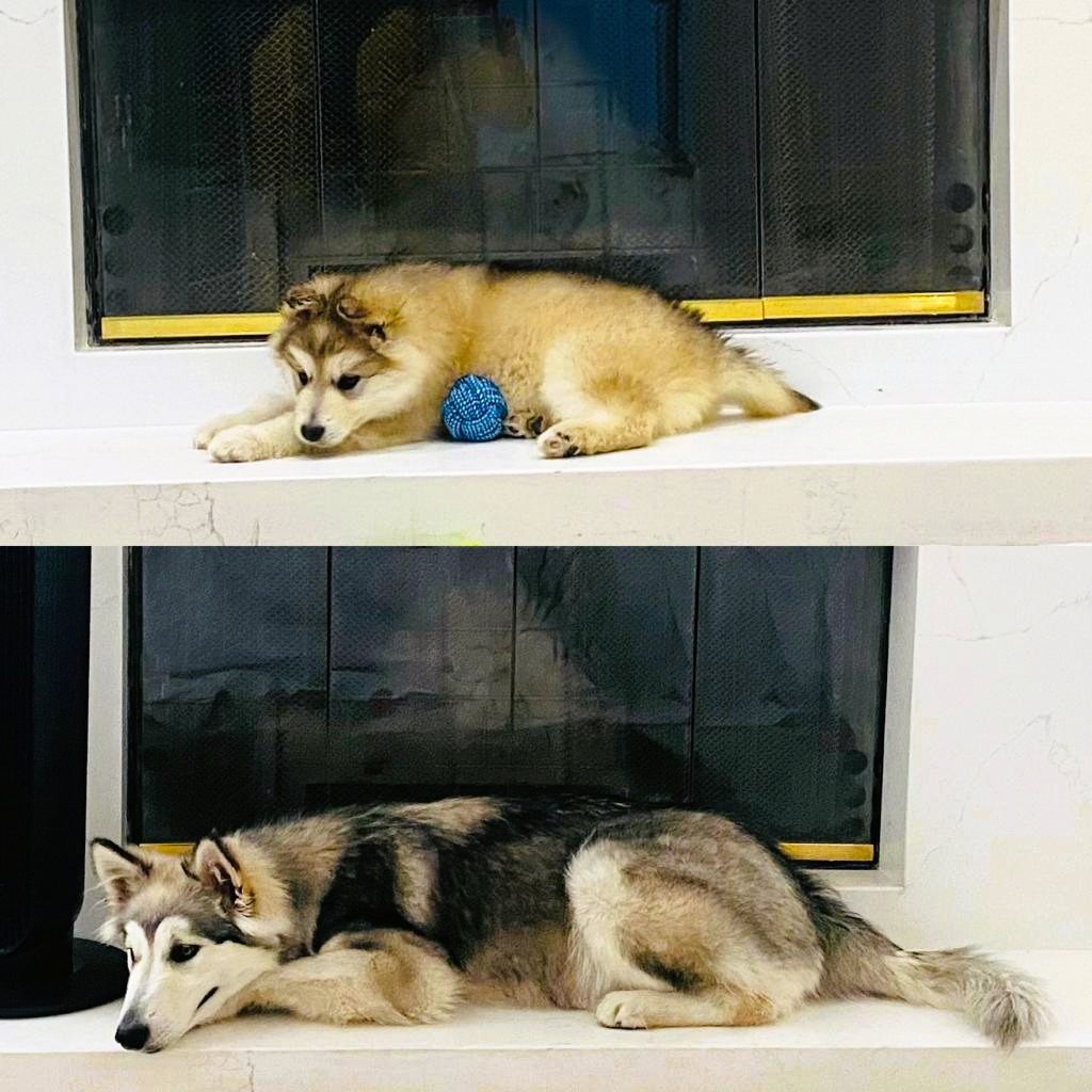 An adult husky and a puppy resting comfortably indoors