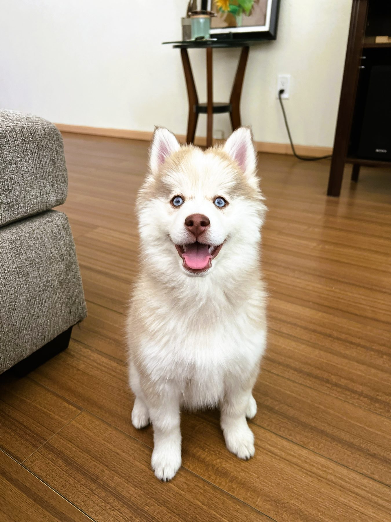 A smiling husky puppy sitting comfortably indoors