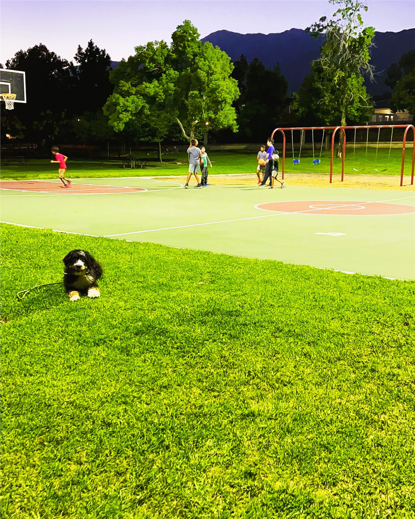 A puppy holding position beside a busy park at dusk